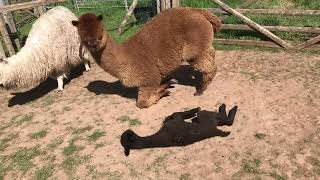 Blossom the Mama Alpaca Squishes Her Daughter Violet || ViralHog