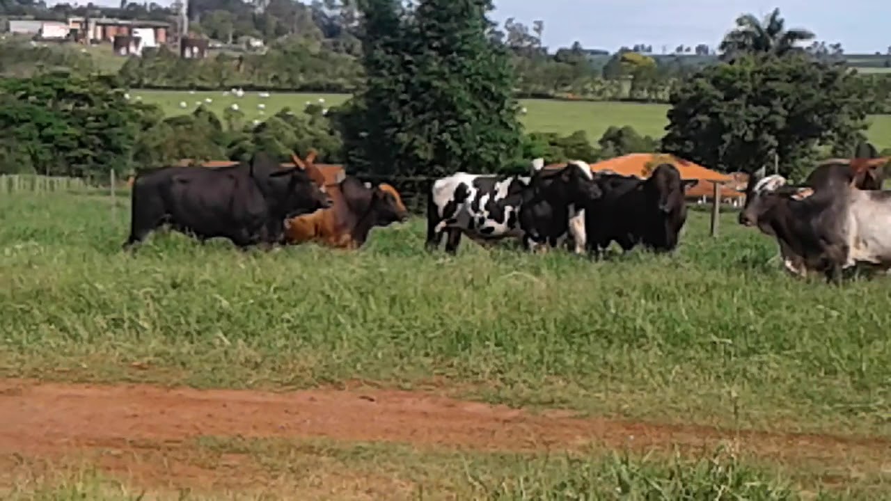 Boiada do rodeio de São Pedro do turvo sp 2017. - YouTube