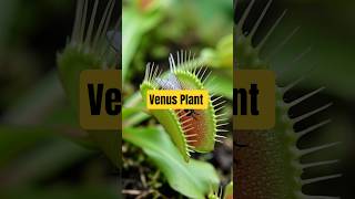 “Yeh plant khata hai insects! 😱🌿 Nature ka real hunter – Venus Flytrap । insectivorous plant