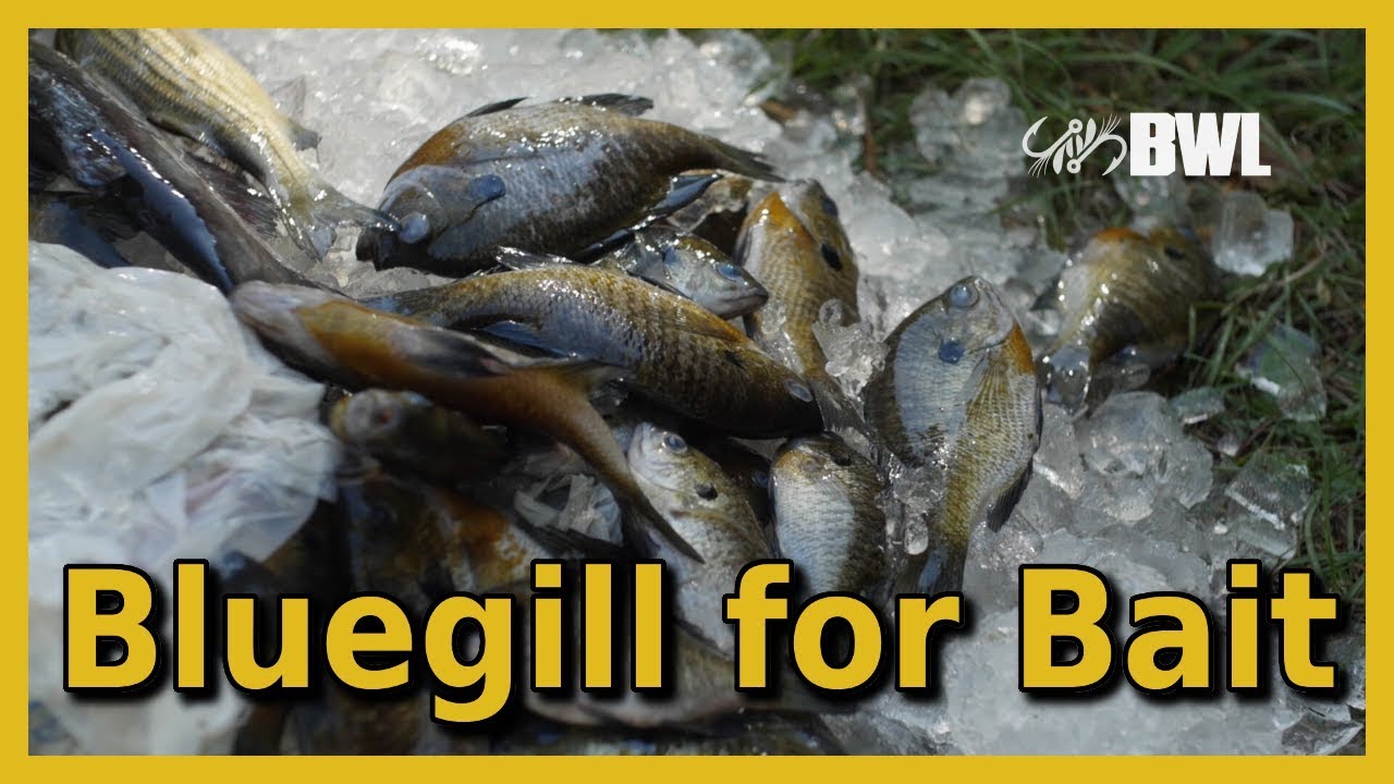 Using Bluegill as Bait for Catfish YouTube