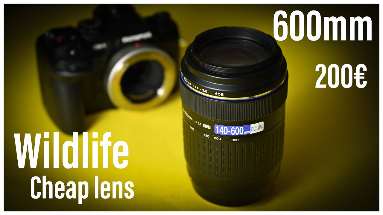 Olympus 70-300 four thirds CHEAP Wildlife Photography - YouTube