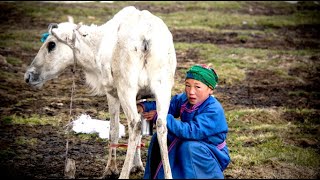 Tsaatan, Mongolian Reindeer People, tour in the Taiga