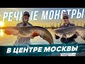 МОНСТРЫ на спиннинг в центре Москвы. Рыбалка с #OnlySpin