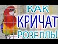 Активность попугаев РОЗЕЛЛ кричат бесятся