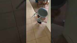 Baby boy gets stuck under barstool then falls over and bumps into wall in kitchen