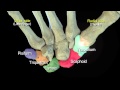 Funky Anatomy EXAM QUESTIONS  Carpal and Hand Bones