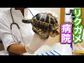 リクガメぼんちゃん病院に行く！ Go to Tortoise Bonchan Hospital!