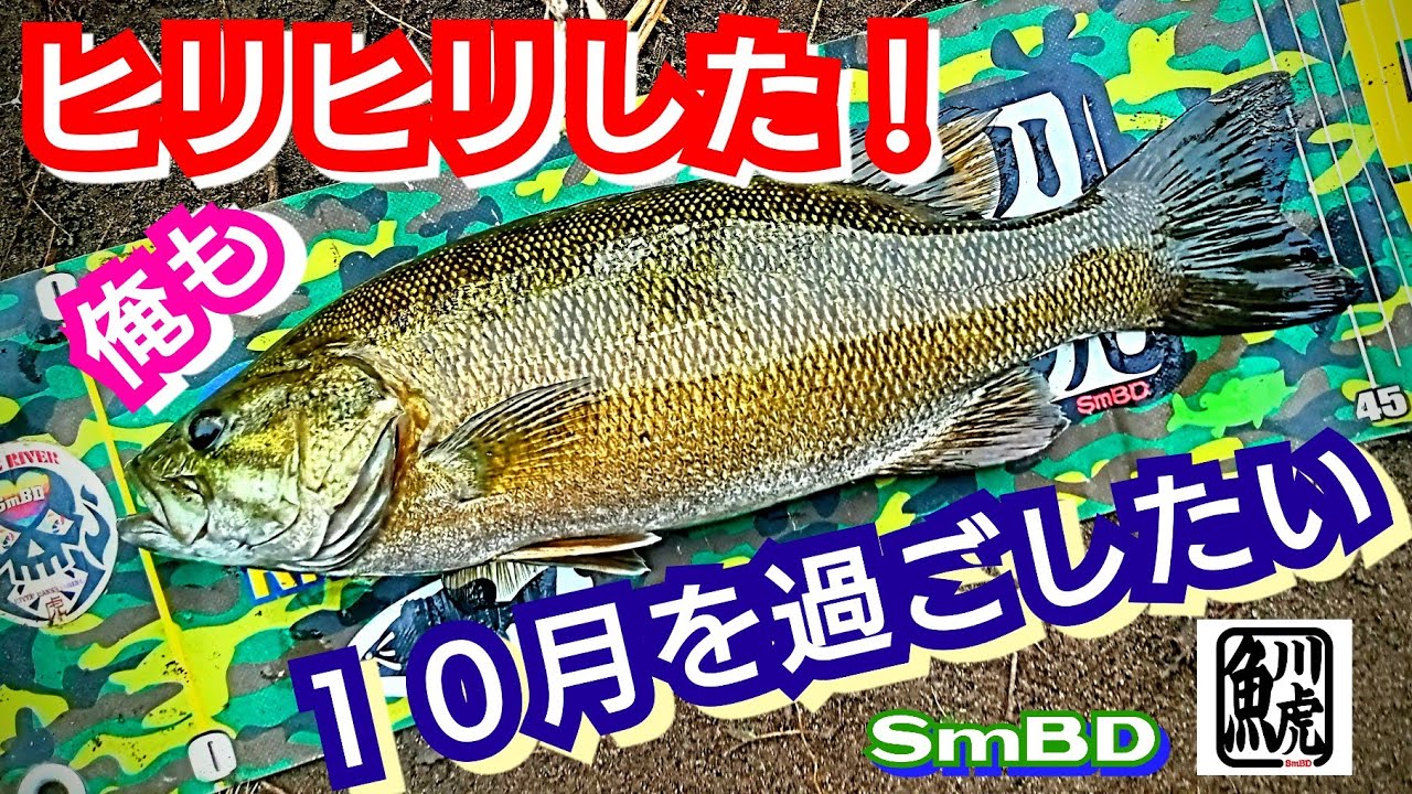 yasu やっと…快適な季節が到来【川バス釣り】スモールマウスバス2024年9月Small mouth Bass Fishing 小口バス