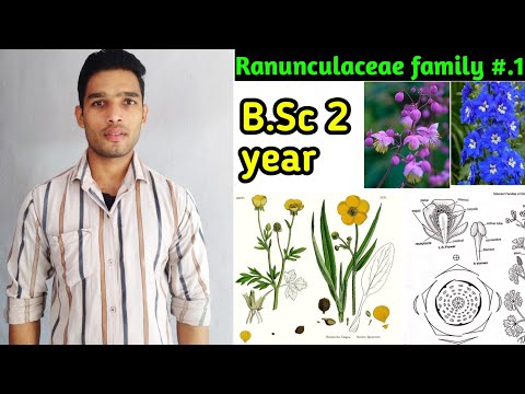 वीडियो: पहलवान - बटरकप परिवार का एक पौधा