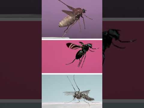 3 Amazing Flies