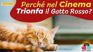 Perché nel Cinema trionfa il GATTO ROSSO?