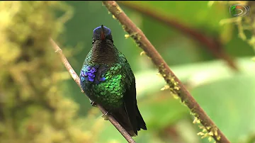 04 - Fiery-throated Hummingbird