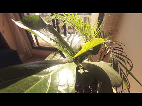 Fiddle Fig New leaf 10-Day Time-lapse