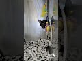 Silas video
