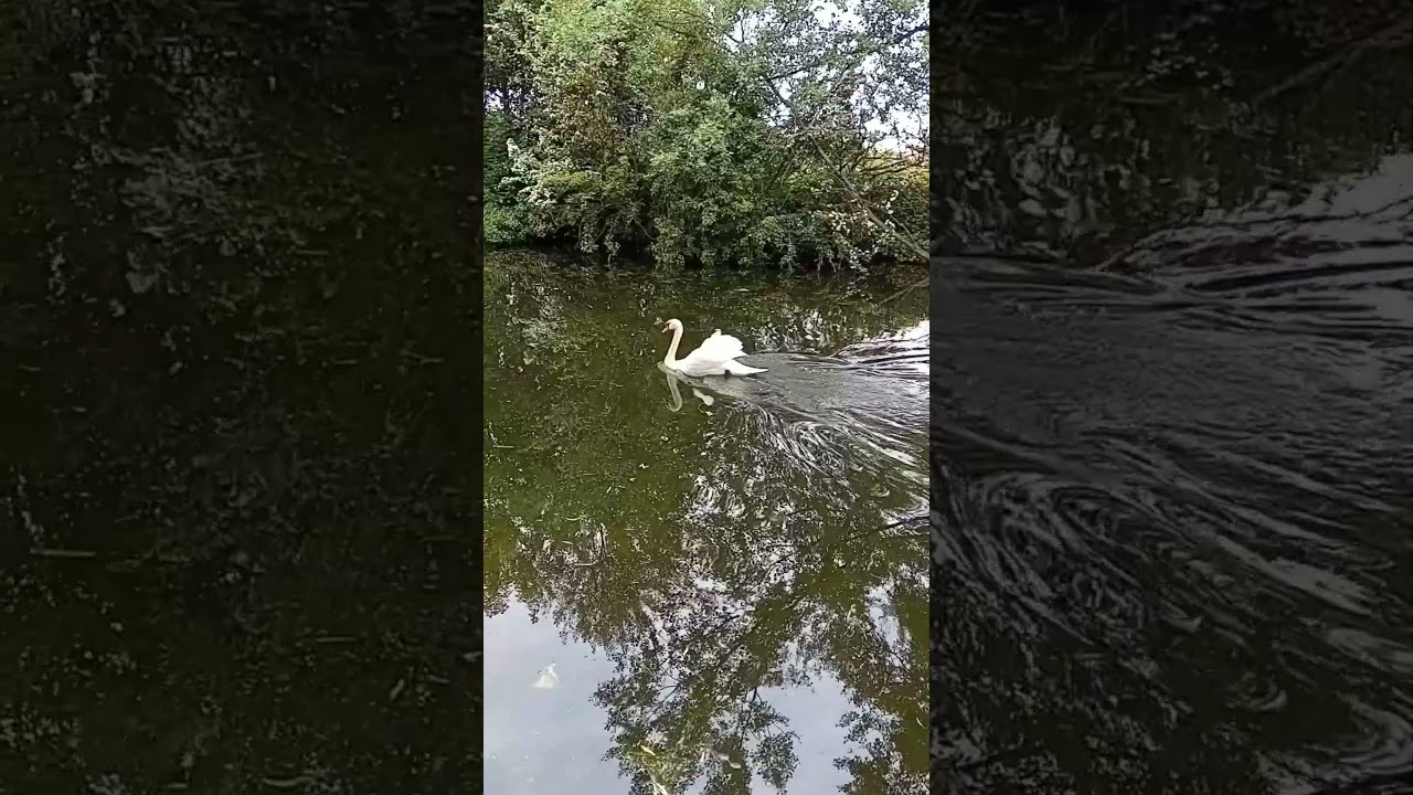 mute swan gliding  