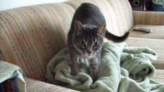 DEATH CAT IMPERIAL MARCH