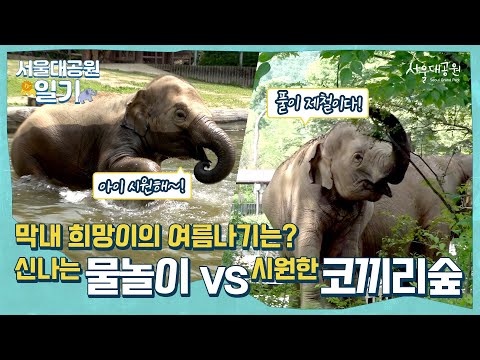 서울대공원 코끼리들의 여름나기 유형! | Seoul Grand Park Elephants&rsquo; Summer Vacation Types!