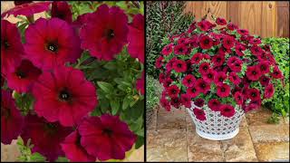 Roberta's 6-Piece Old Glory Petchoa Collection on QVC screenshot 2