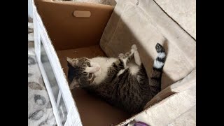 (08/18/24)W3NT 1NT0 TH3 M0UNT41N5 (R.I.P. ROCKET KITTY. 2003-08/20/24)