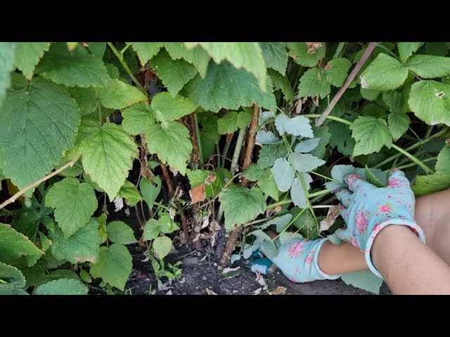 Как и когда пересаживать Малину