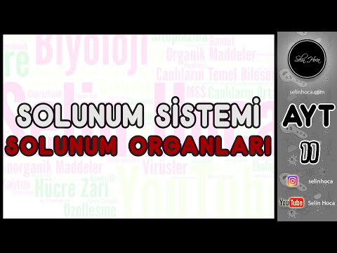 25) Solunum Sistemi - Solunum Organları