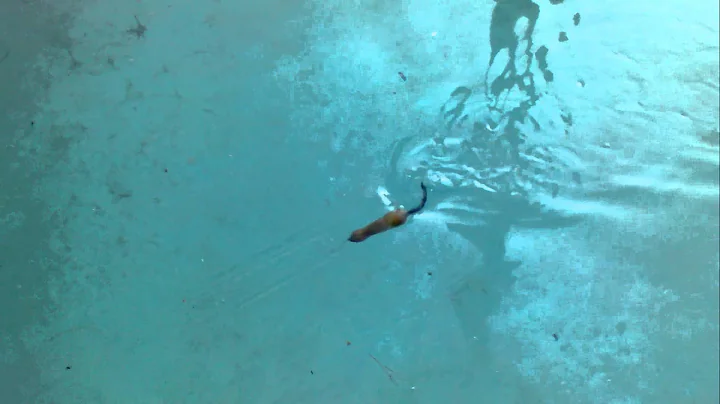 JE test swim #1