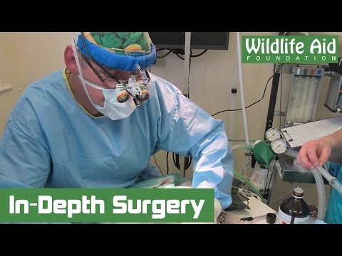 Full wing surgery with avian specialist