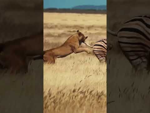 قوة العزيمة اذا اردت النجاه عليك بقوة الاردة