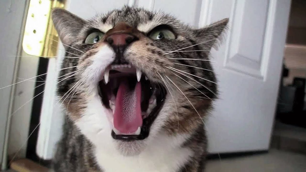 Кот шипит