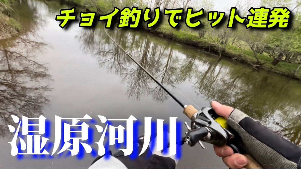 道東の有名湿原河川でチョイ釣りしたらビックリしました･･･