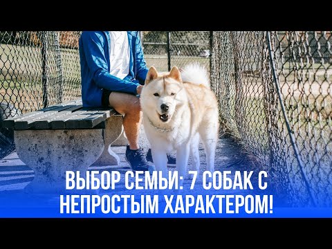 Дети боятся, соседи в панике: 7 собак, которых не стоит заводить в дом!