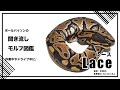 ボールパイソンの聞き流し モルフ図鑑 レース Lace