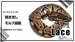 ボールパイソンの聞き流し モルフ図鑑 レース Lace - YouTube