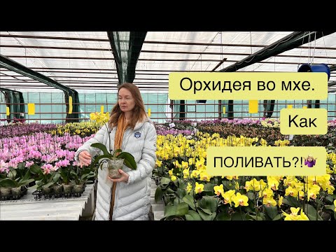 Мох в качестве грунта. Как не допустить перелива?