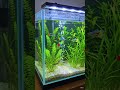 guppy fish one pair breeding setup #guppyfishtank #viralshortvideo #viralreel #viralshort #YouTube
