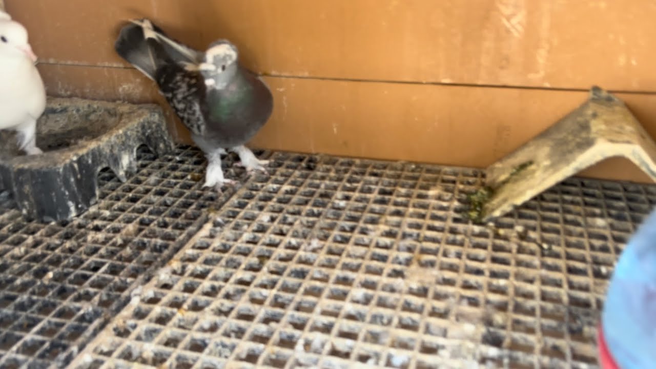 Ala güvercinimizi teke uçurduk çalışkan bir kuş olacak 