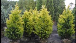 Celebrity Craigslist add For Fast Growing Cypress Trees Central NJ Wealth