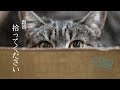 イケボの雄猫がこちらを見ている【女性向けASMR・詩/朗読】