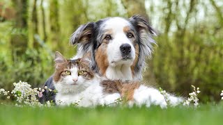 How to Properly Groom an Australian Shepherd s Ears