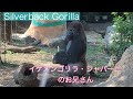 Silverback Gorilla イケメンゴリラ・シャバーニのお兄さん"ハオコ"|上野動物園ニシゴリラ