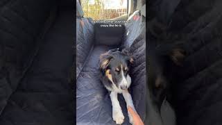 What Dog Owners Need to Know About Car Seat Covers