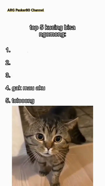 Top 5 Kucing Bisa Ngomong: Bagian 1 #cat #cats #kucinglucu #kucing #kucingimut #funnycats #shorts