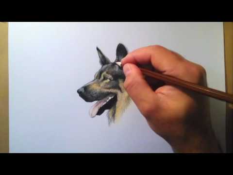 German Shepherd Drawing Disegnare Un Pastore Tedesco Youtube