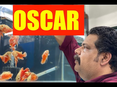 Oscar  Fish Keeping | Oscar Fish Aquarium | Mayur Dev's Tips for Oscar fish Keeping HD