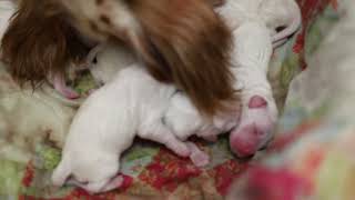mabel tex pups, newbotn