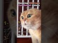 Ranking cat hilarious cat sound videos 😸   #cat  #funny #shorts