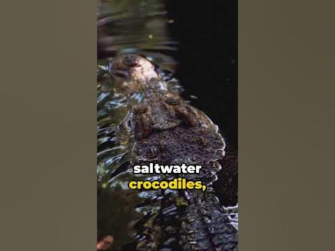 How Long Do Crocodiles Live For in The Wild? #shorts #crocodiles #