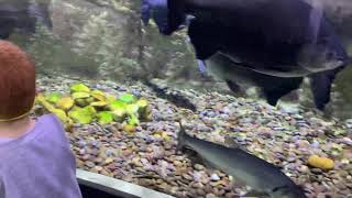 Yousef explains about different types of fish in dubai aquarium