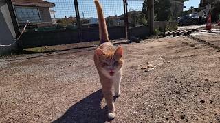 A stray cat came to me with its cute meow and just wanted to be petted