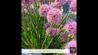Allium 'Windy City' pp28100